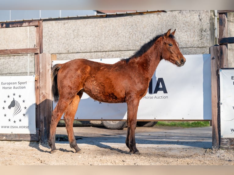 Belga Stallone 1 Anno 145 cm  in GROTE-BROGEL