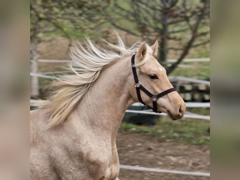 Belga Stallone 1 Anno 147 cm Palomino in VISZ