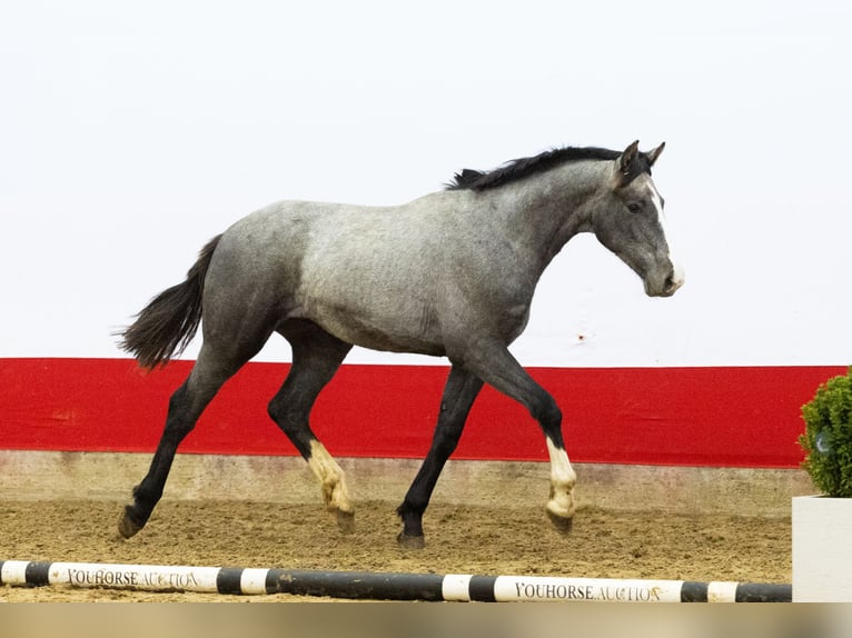 Belga Stallone 1 Anno 155 cm Grigio in Waddinxveen