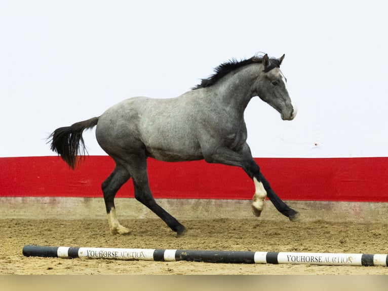 Belga Stallone 1 Anno 155 cm Grigio in Waddinxveen