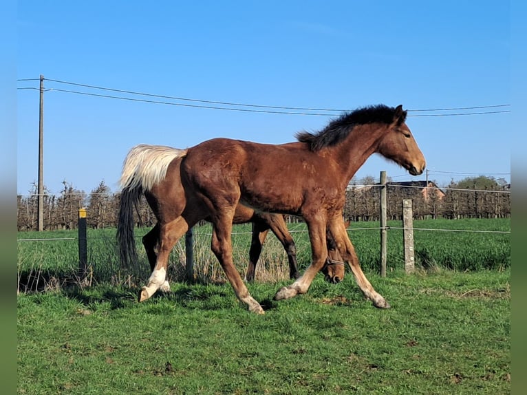 Belga Stallone 1 Anno 169 cm Baio in Herk-de-Stad