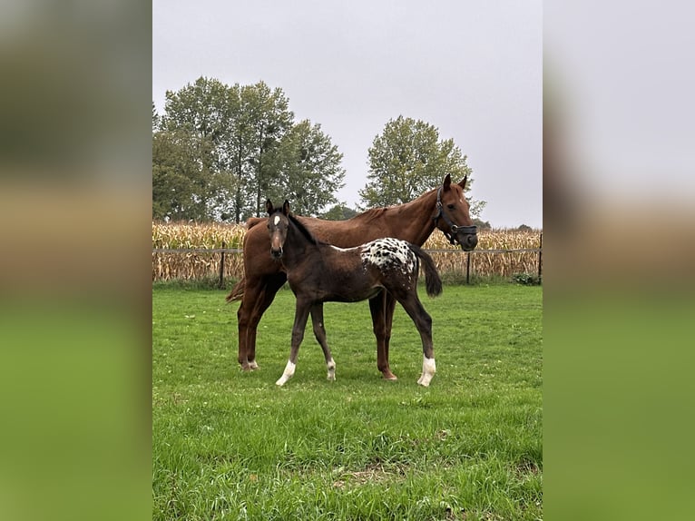 Belga Stallone 1 Anno Overo-tutti i colori in Neerharen