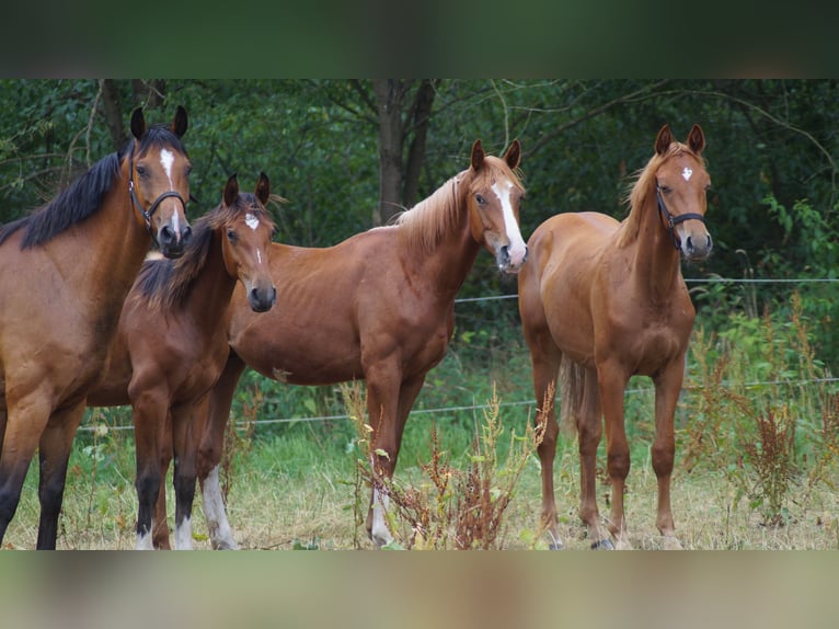 Belga Stallone 1 Anno Sauro in Neuenkirchen-Vörden