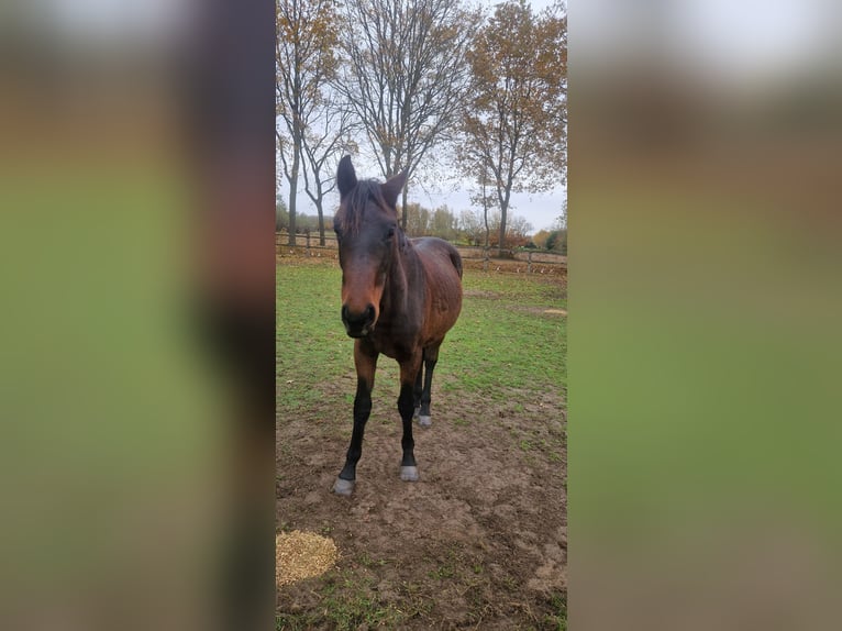 Belga Stallone 2 Anni 150 cm Baio scuro in Puurs