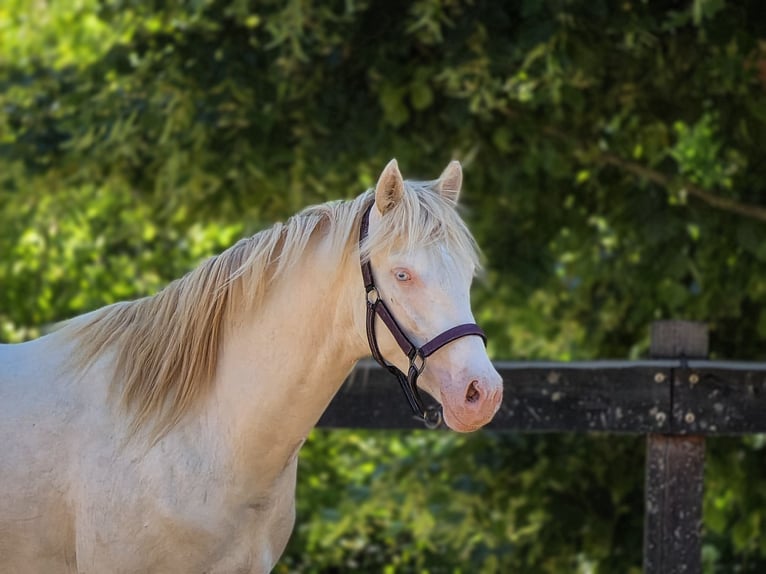 Belga Stallone 2 Anni 151 cm Perlino in vISZ