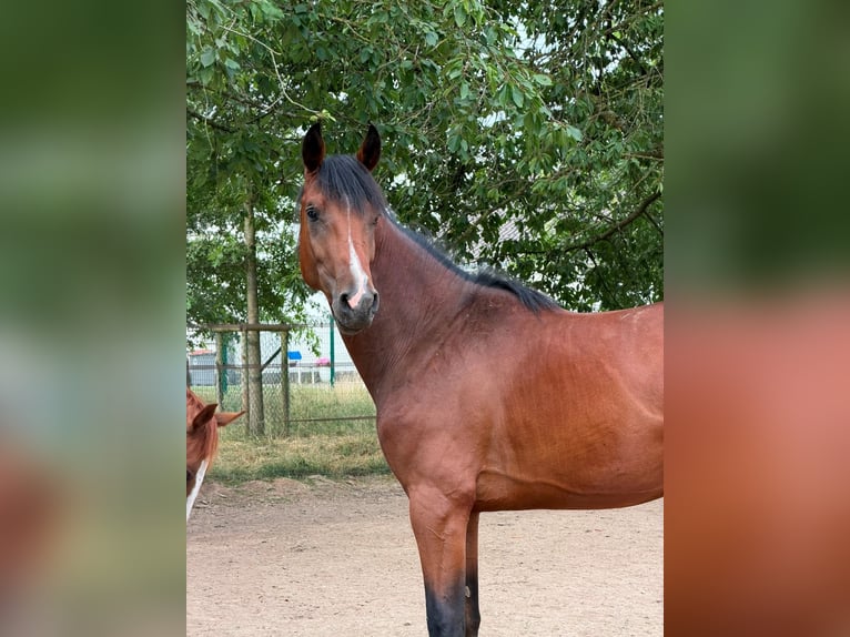 Belga Stallone 2 Anni 160 cm Baio scuro in Rijkhoven