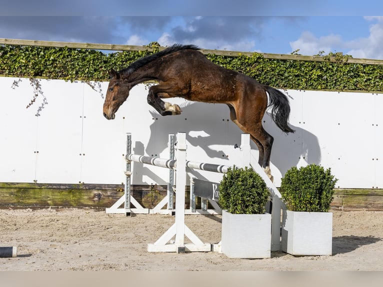 Belga Stallone 2 Anni 161 cm Baio in Waddinxveen