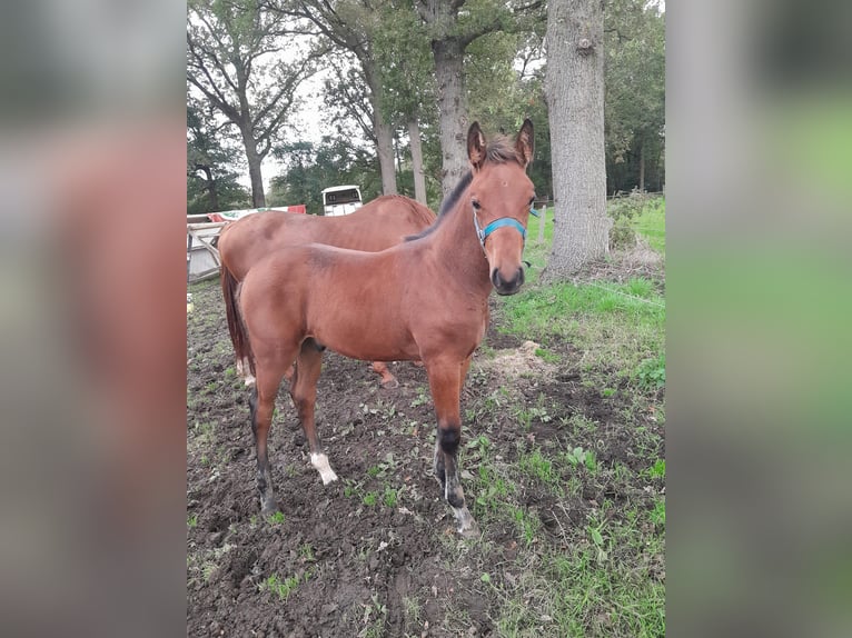 Belga Stallone 2 Anni 165 cm Baio in Diest