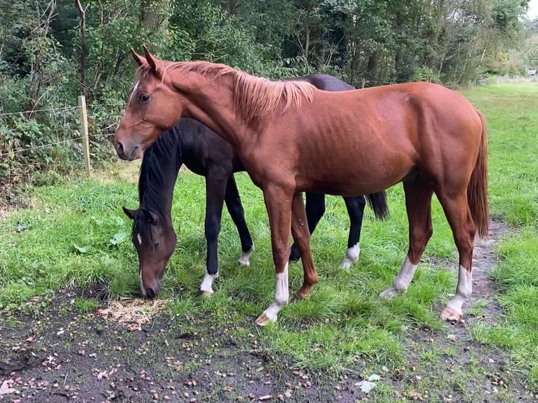 Belga Stallone 2 Anni 165 cm Sauro in Münster