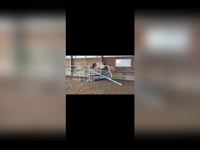 Belga Stallone 2 Anni 166 cm Tobiano-tutti i colori in Almeneches