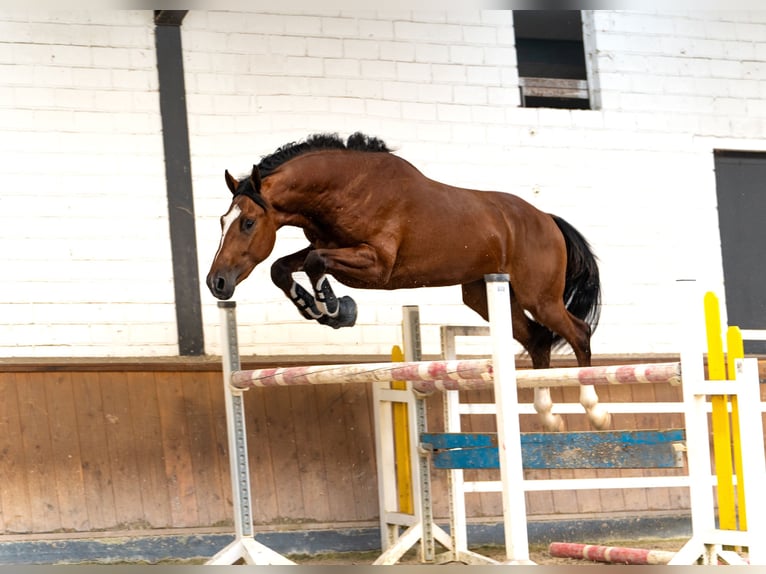 Belga Stallone 2 Anni 168 cm Baio in Schüttorf