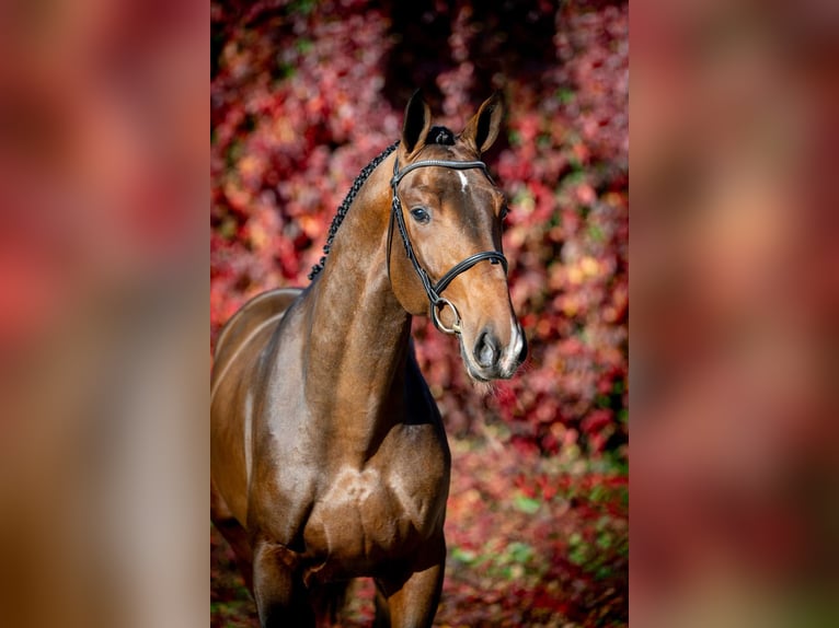 Belga Stallone 2 Anni 168 cm Baio in Poznań