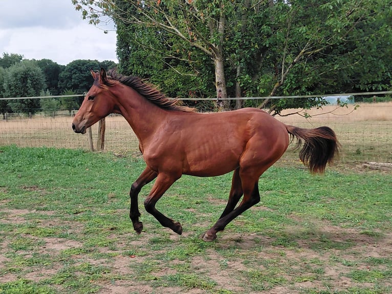 Belga Stallone 2 Anni 170 cm Baio in Zillebeke