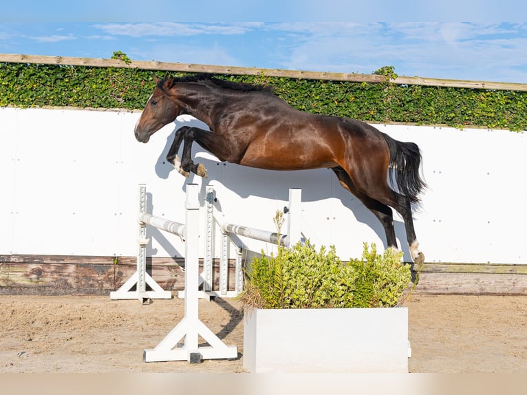 Belga Stallone 2 Anni 170 cm Baio in Waddinxveen