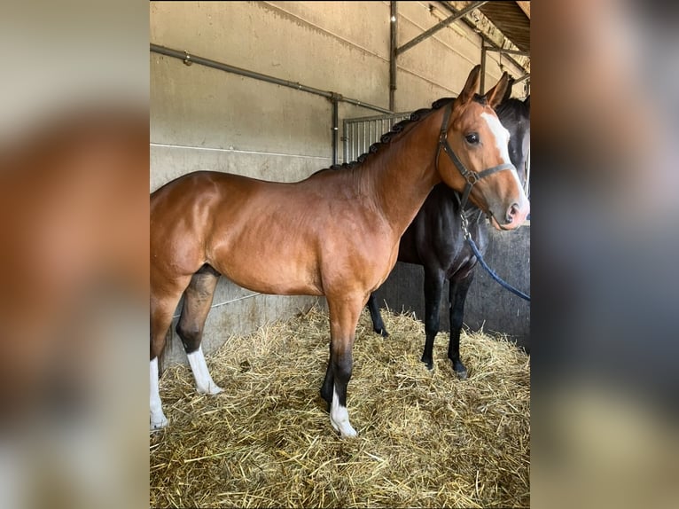 Belga Stallone 2 Anni Baio in Mönchengladbach