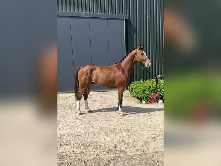 Belga Stallone 2 Anni Baio in Mönchengladbach