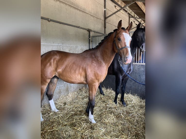 Belga Stallone 2 Anni Baio in Mönchengladbach