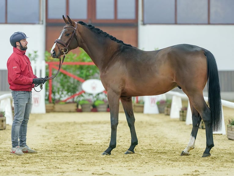 Belga Stallone 2 Anni Baio in Münster-Handorf