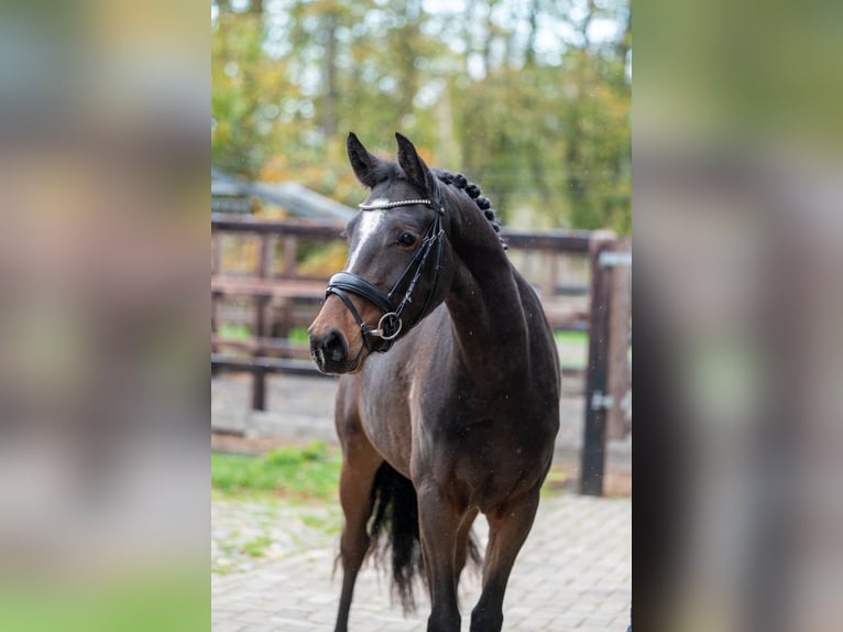 Belga Stallone 3 Anni 146 cm Baio in GROTE-BROGEL