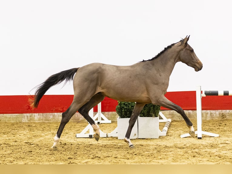 Belga Stallone 3 Anni 156 cm  in Waddinxveen
