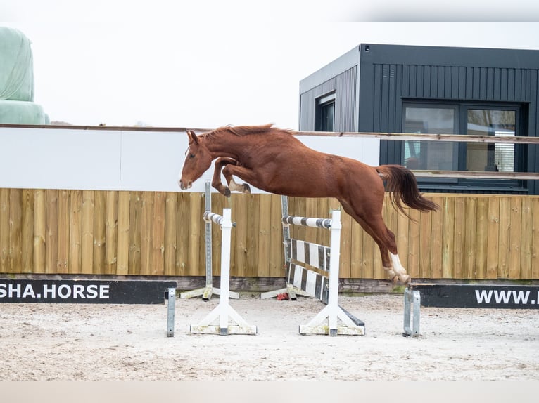 Belga Stallone 3 Anni 158 cm Sauro scuro in Bocholt