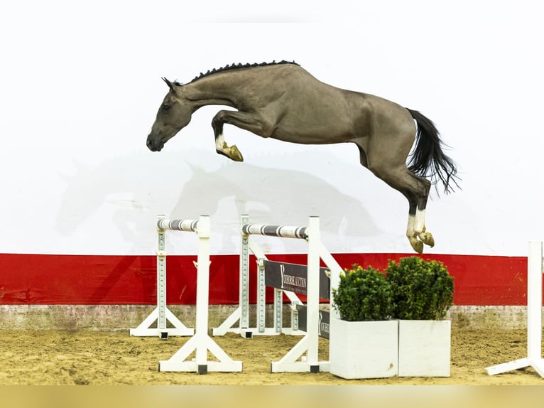 Belga Stallone 3 Anni 162 cm  in Waddinxveen