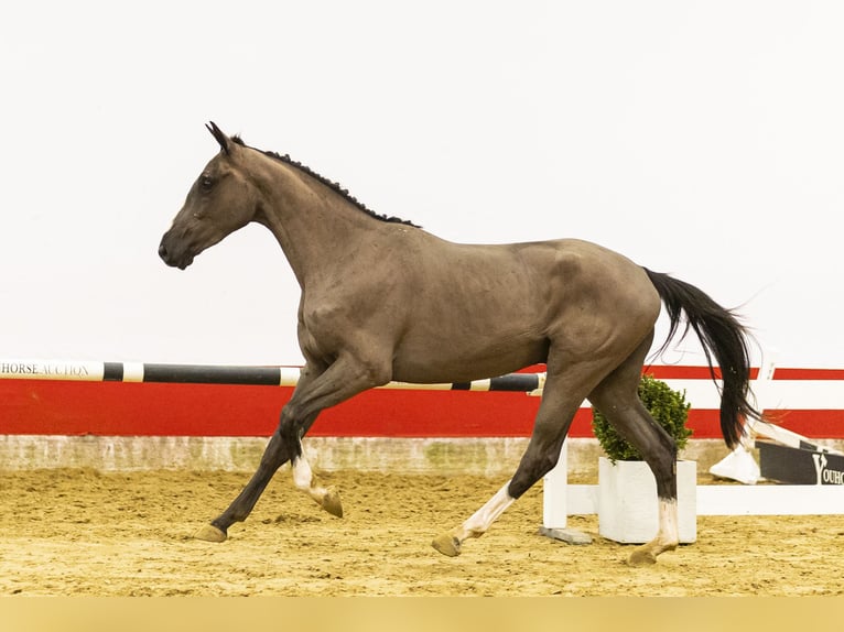 Belga Stallone 3 Anni 162 cm  in Waddinxveen