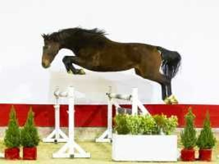 Belga Stallone 3 Anni 165 cm Baio in Waddinxveen