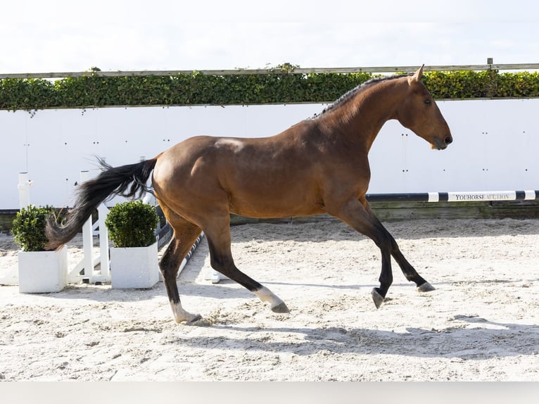 Belga Stallone 3 Anni 166 cm Baio in Waddinxveen