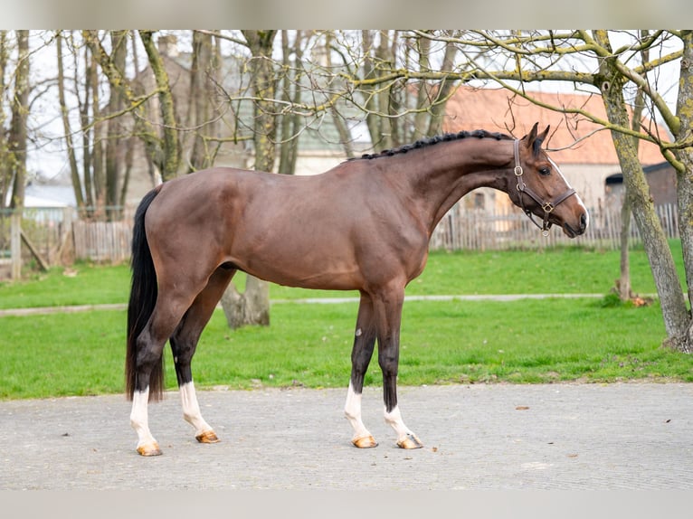 Belga Stallone 3 Anni 168 cm  in GROTE-BROGEL