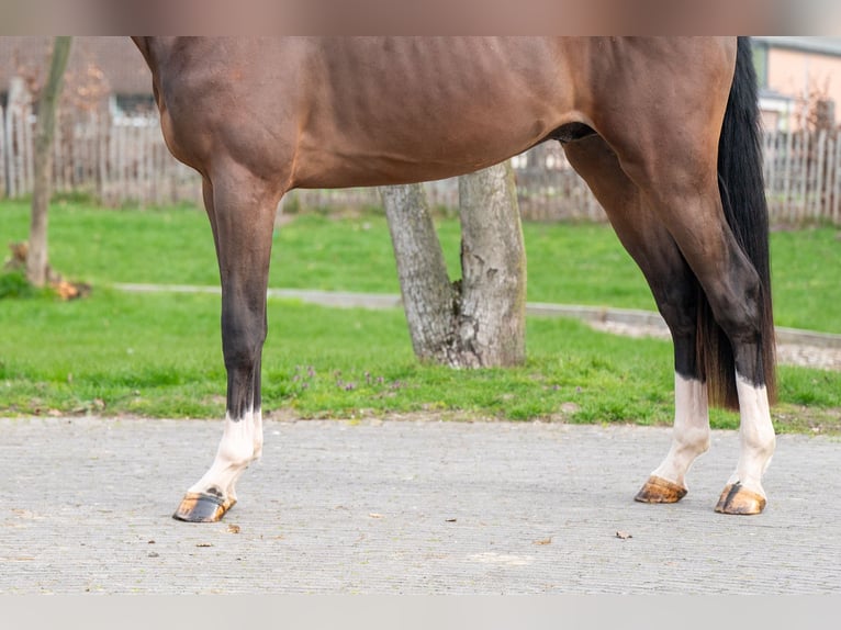 Belga Stallone 3 Anni 168 cm  in GROTE-BROGEL