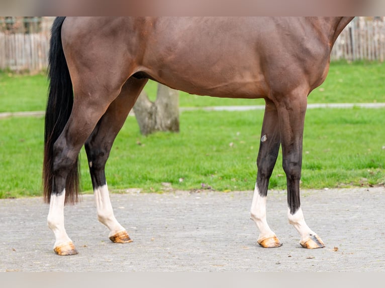 Belga Stallone 3 Anni 168 cm  in GROTE-BROGEL