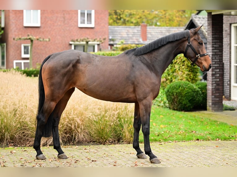 Belga Stallone 3 Anni 169 cm Baio scuro in Bladel