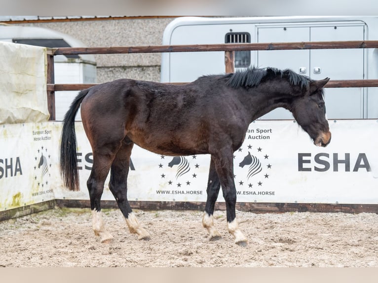 Belga Stallone 3 Anni 170 cm Baio scuro in Bocholt