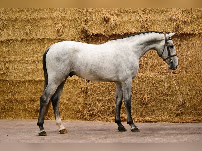 Belga Stallone 3 Anni 170 cm  in Bladel