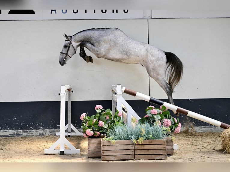Belga Stallone 3 Anni 170 cm  in Bladel