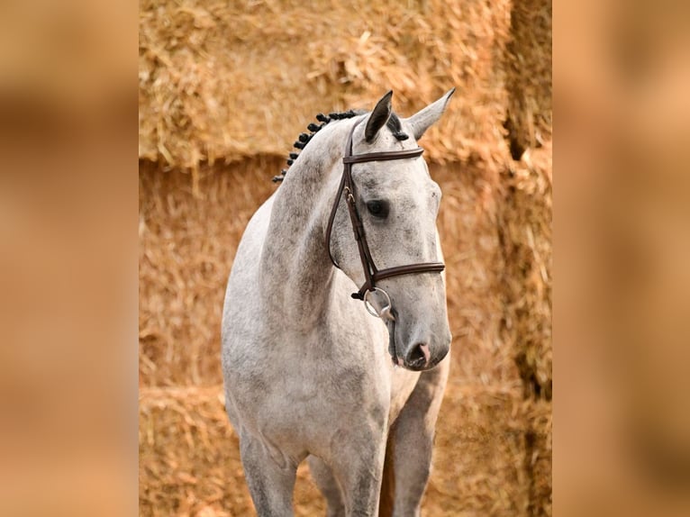 Belga Stallone 3 Anni 170 cm  in Bladel