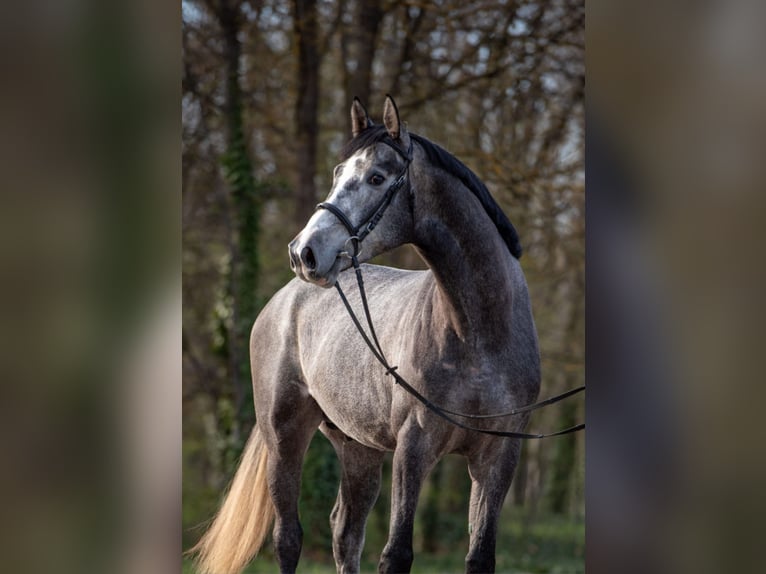 Belga Stallone 3 Anni 173 cm  in Békéscsaba
