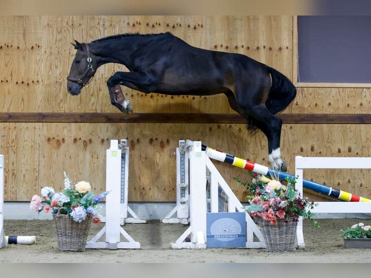 Belga Stallone 3 Anni 175 cm Baio scuro in Kinrooi