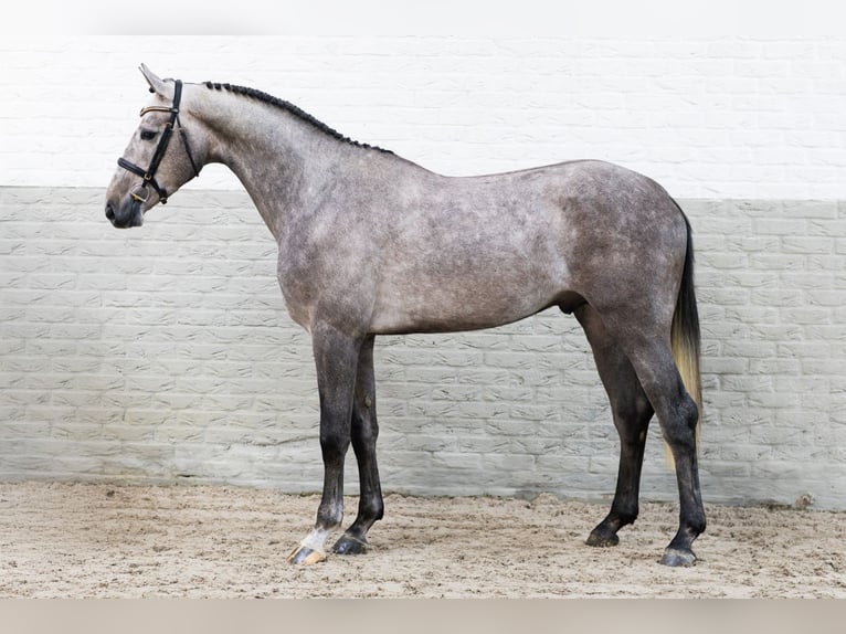 Belga Stallone 3 Anni 175 cm  in WK Heerde