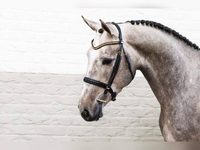 Belga Stallone 3 Anni 175 cm  in WK Heerde