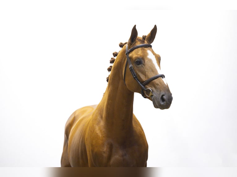 Belga Stallone 4 Anni 165 cm Sauro in Waddinxveen Belga Stallone 4 Anni 165 cm Sauro in Waddinxveen