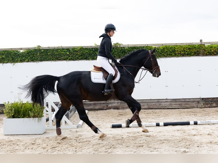 Belga Stallone 4 Anni 167 cm Baio scuro in Waddinxveen
