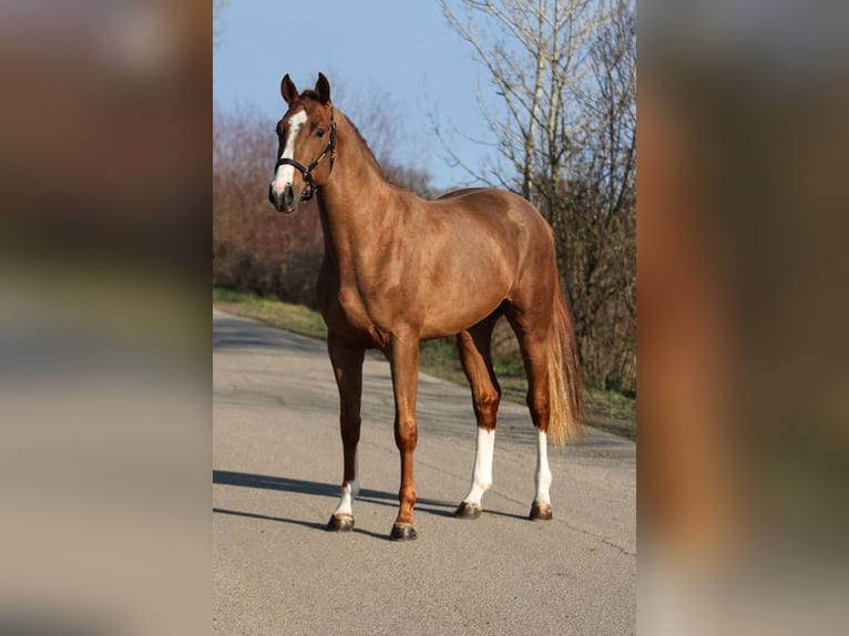 Belga Stallone 4 Anni 169 cm Sauro in Hódmezővásárhely