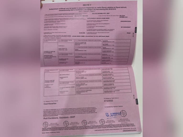 Belga Stallone 4 Anni 169 cm Sauro in Hódmezővásárhely