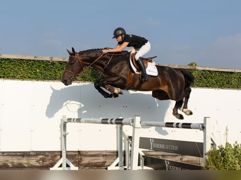 Belga Stallone 4 Anni 170 cm Baio scuro in Waddinxveen