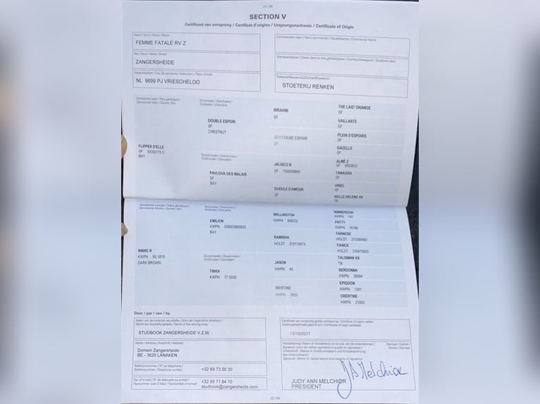 Belga Stallone 8 Anni 165 cm Baio scuro in Aalter