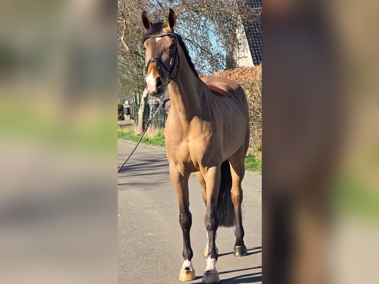 Belga Stallone 8 Anni 170 cm Baio chiaro in Someren