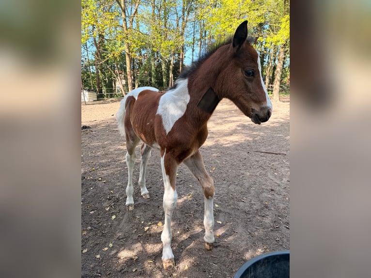 Belga Mix Stallone Puledri (03/2026) 155 cm Pezzato in Wechelderzande