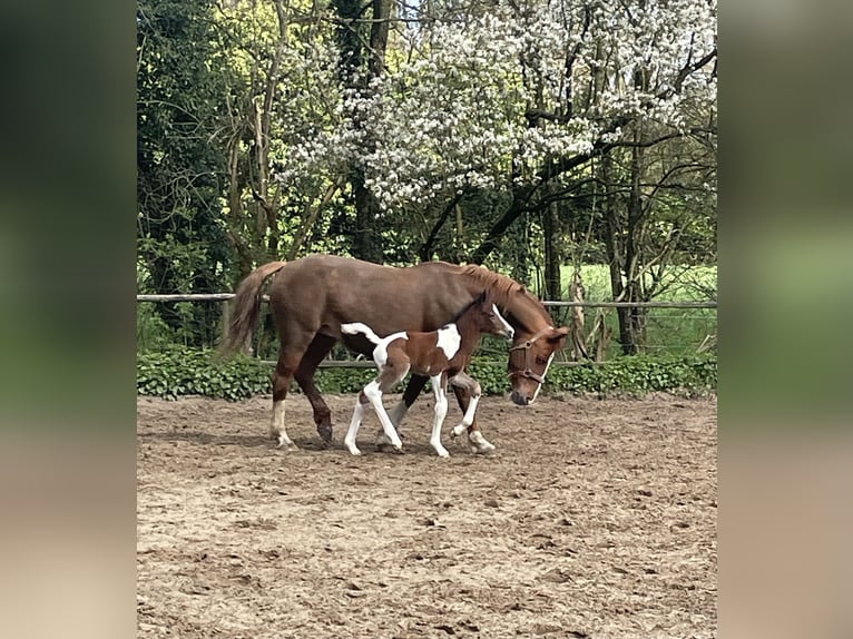 Belga Mix Stallone Puledri (03/2026) 155 cm Pezzato in Wechelderzande